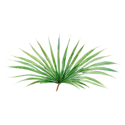 Tropical Leaf fan palm with radiating segments, bold oversized leaves — monstera, watercolor painting, transparent background