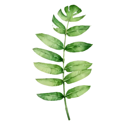 Tropical Leaf broad banana frond, smooth and paddle-shaped, bold oversized leaves — monstera, watercolor painting, transparent background