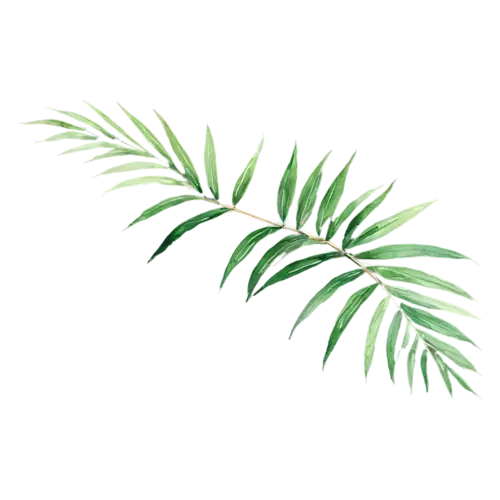 Tropical Leaf areca palm frond with slender leaflets, bold oversized leaves — monstera, watercolor painting, transparent background