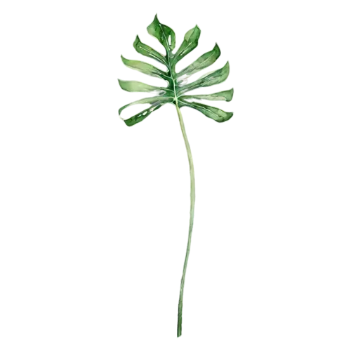 Tropical Leaf split-leaf philodendron with deep lobes, bold oversized leaves — monstera, watercolor painting, transparent background