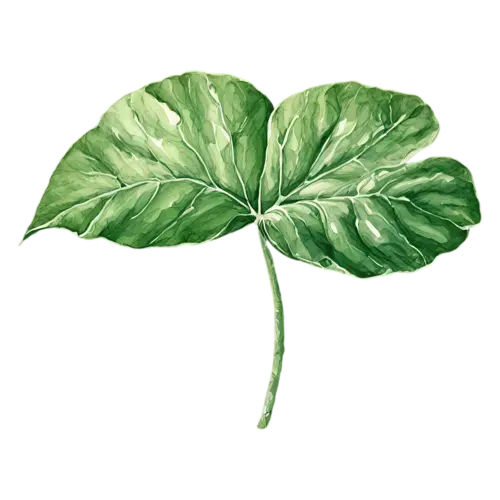 Tropical Leaf elephant ear with a large heart shape, bold oversized leaves — monstera, watercolor painting, transparent background
