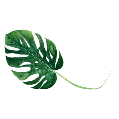 Tropical Leaf bird-of-paradise frond, broad and paddle-shaped, bold oversized leaves — monstera, watercolor painting, transparent background