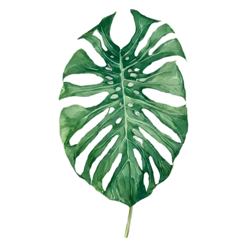 Tropical Leaf calathea with patterned markings, bold oversized leaves — monstera, watercolor painting, transparent background
