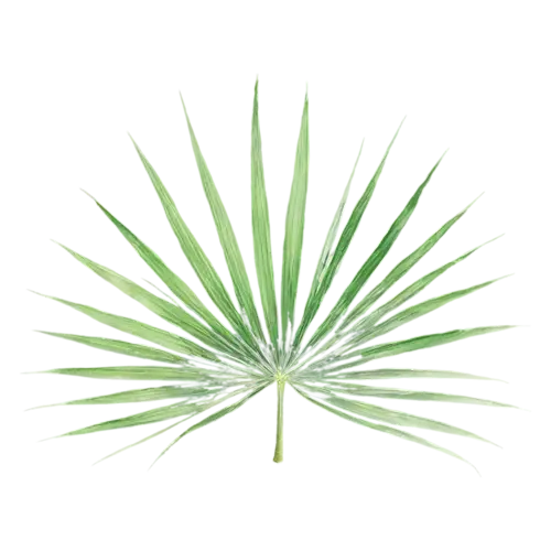 Tropical Leaf young monstera with small splits, bold oversized leaves — monstera, watercolor painting, transparent background