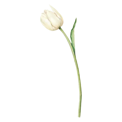 Tulip yellow bloom opening at the top, smooth cup-shaped blooms on tall stems in pink, watercolor painting, transparent background