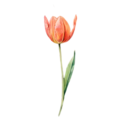 Tulip purple bloom on a tall stem, smooth cup-shaped blooms on tall stems in pink, watercolor painting, transparent background