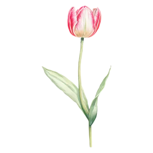 Tulip peach bloom viewed from the side, smooth cup-shaped blooms on tall stems in pink, watercolor painting, transparent background