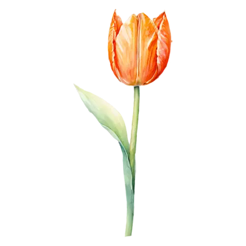 Tulip two-tone pink and white bloom, smooth cup-shaped blooms on tall stems in pink, watercolor painting, transparent background