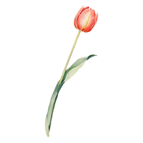 Tulip orange bloom with pointed petals, smooth cup-shaped blooms on tall stems in pink, watercolor painting, transparent background