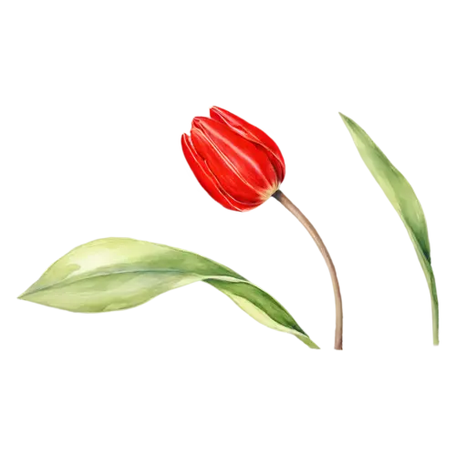 Tulip soft pink bloom just opening, smooth cup-shaped blooms on tall stems in pink, watercolor painting, transparent background