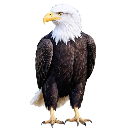 Bald eagle full body portrait with white head and dark brown body, watercolor painting, transparent background