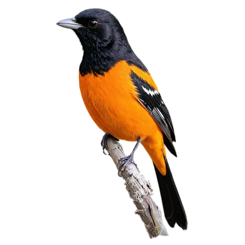 Baltimore oriole with vivid orange and black plumage, watercolor illustration, transparent background