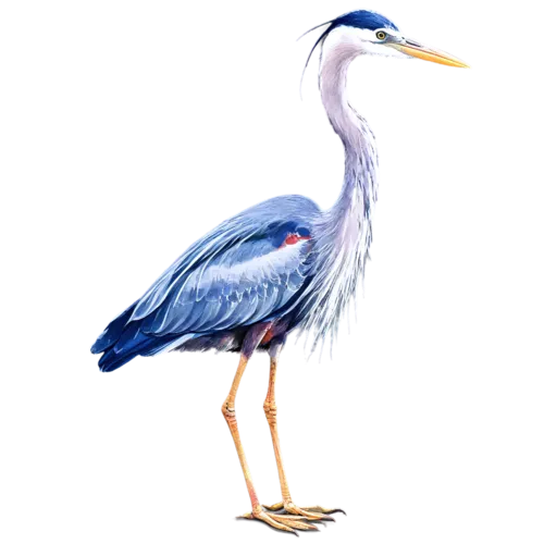 Great blue heron in elegant standing pose with long neck and legs, watercolor illustration, transparent background