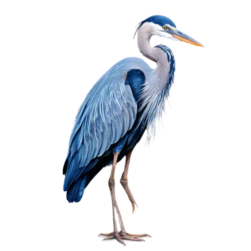 Great blue heron showing slate-blue plumage and fine feather texture, watercolor clipart, transparent background