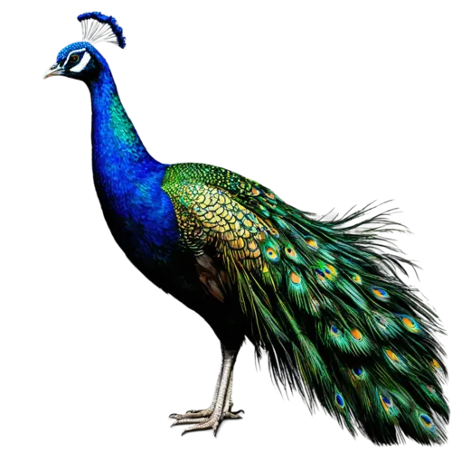 Peacock displaying iridescent blue-green plumage and elaborate tail, watercolor painting, transparent background