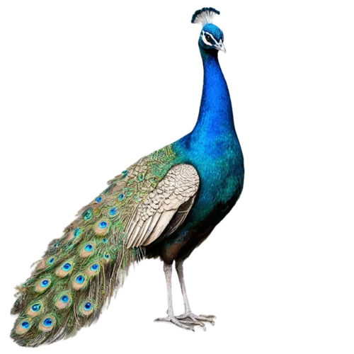 Peacock in regal pose showing metallic feather detail, watercolor illustration, transparent background
