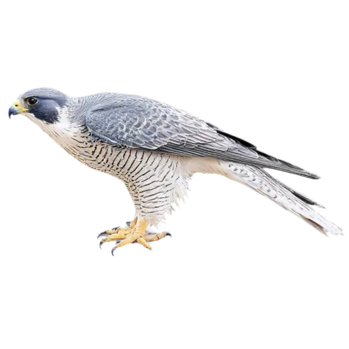 Peregrine falcon with slate-gray back and barred underparts, watercolor clipart, transparent background