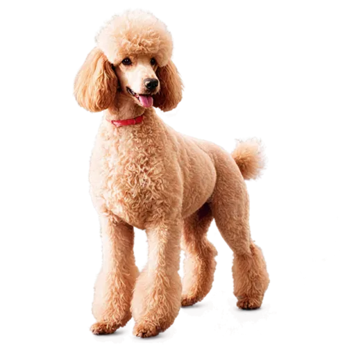 Standard Poodle in three-quarter view with fluffy textured fur, watercolor painting, transparent background