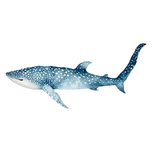 Whale Shark swimming in side profile, a huge spotted blue-gray body with a wide flat head, watercolor painting, transparent background