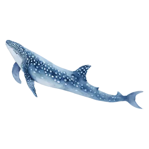 Whale Shark in a gentle downward dive, a huge spotted blue-gray body with a wide flat head, watercolor painting, transparent background