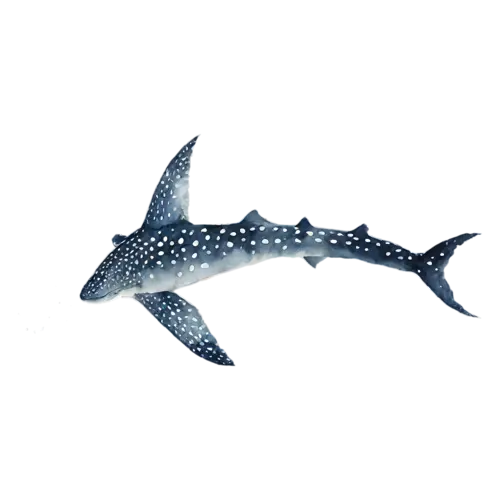 Whale Shark with its broad tail fin raised, a huge spotted blue-gray body with a wide flat head, watercolor painting, transparent background