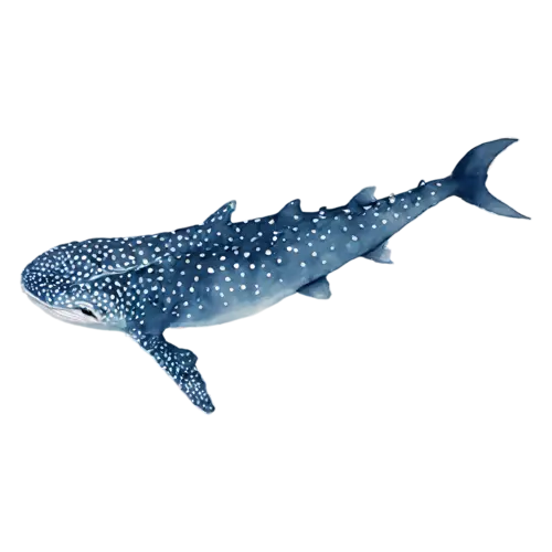 Whale Shark viewed from above, a huge spotted blue-gray body with a wide flat head, watercolor painting, transparent background