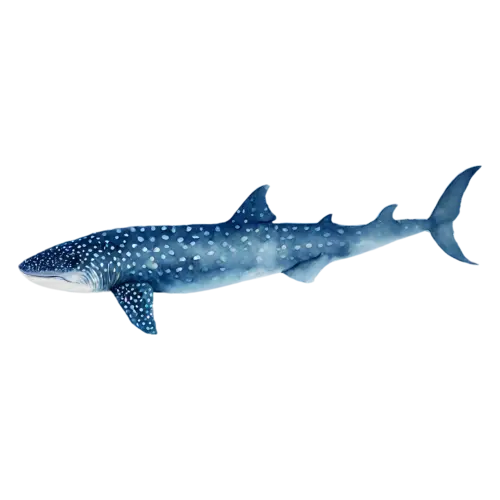 Whale Shark with pectoral fins spread wide, a huge spotted blue-gray body with a wide flat head, watercolor painting, transparent background