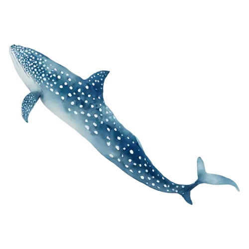 Whale Shark in a soft curved swimming pose, a huge spotted blue-gray body with a wide flat head, watercolor painting, transparent background