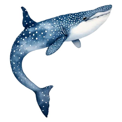 Whale Shark swimming gently upward, a huge spotted blue-gray body with a wide flat head, watercolor painting, transparent background