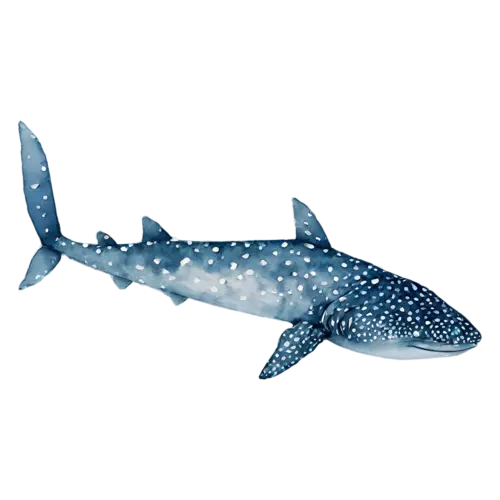 Whale Shark in three-quarter view, a huge spotted blue-gray body with a wide flat head, watercolor painting, transparent background