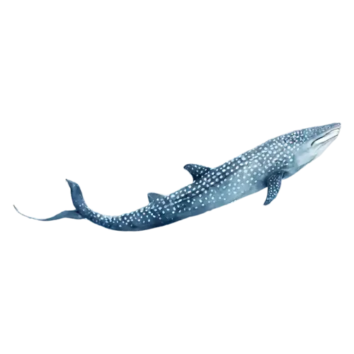 Whale Shark gliding forward calmly, a huge spotted blue-gray body with a wide flat head, watercolor painting, transparent background