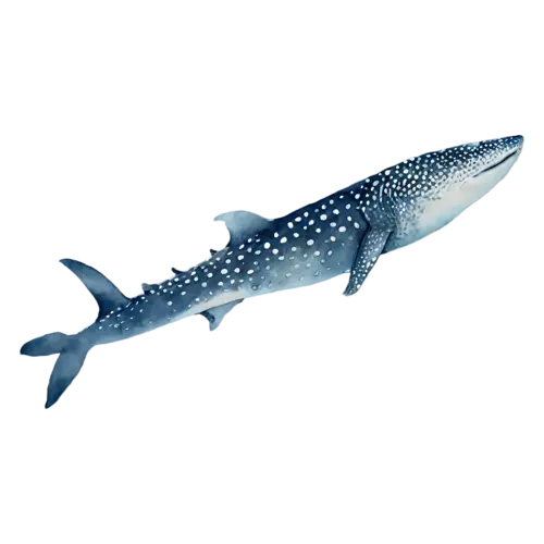 Whale Shark in a rounded friendly pose, a huge spotted blue-gray body with a wide flat head, watercolor painting, transparent background