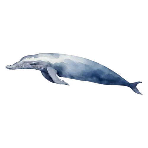 Whale in a gentle downward dive, a smooth blue-gray body, watercolor painting, transparent background