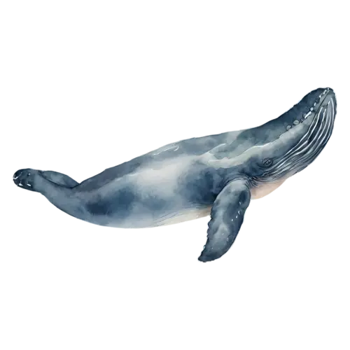 Whale with its broad tail fluke raised, a smooth blue-gray body, watercolor painting, transparent background