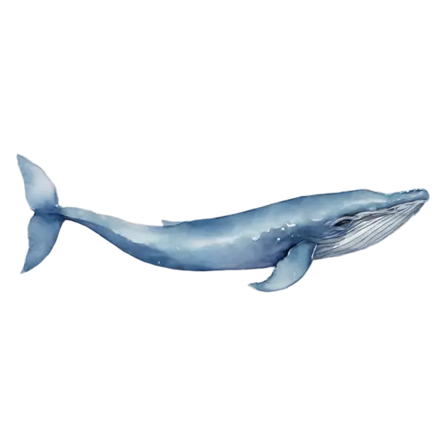 Whale viewed from above, a smooth blue-gray body, watercolor painting, transparent background