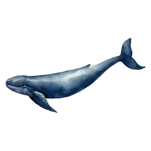 Whale with long pectoral fins spread, a smooth blue-gray body, watercolor painting, transparent background