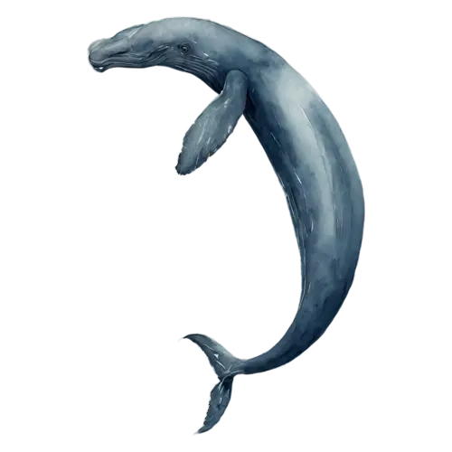 Whale in a soft curved swimming pose, a smooth blue-gray body, watercolor painting, transparent background