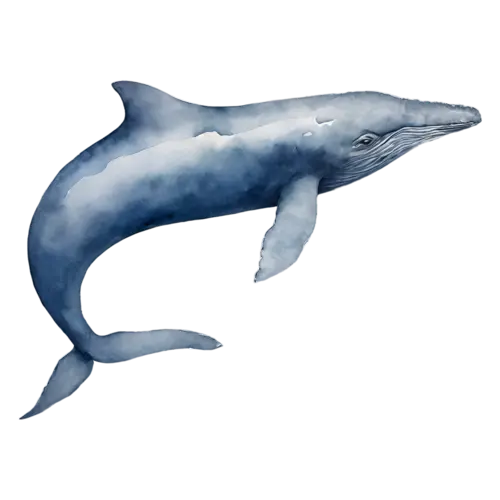 Whale a baby whale swimming, a smooth blue-gray body, watercolor painting, transparent background