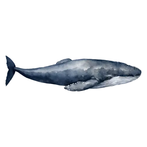 Whale in three-quarter view, a smooth blue-gray body, watercolor painting, transparent background