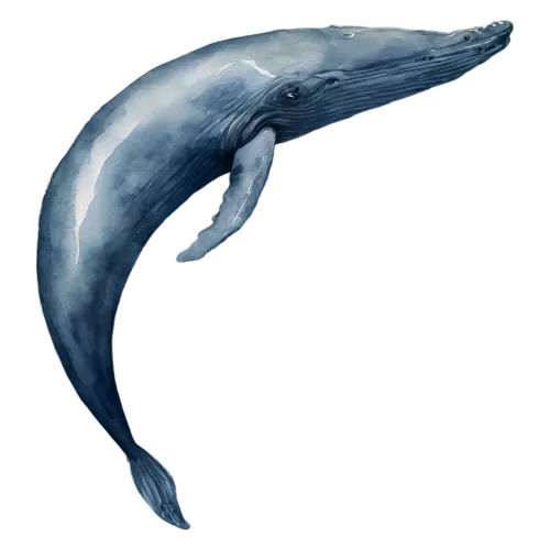 Whale swimming gently upward, a smooth blue-gray body, watercolor painting, transparent background