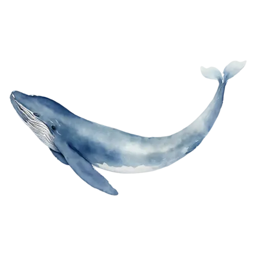 Whale in a rounded friendly pose, a smooth blue-gray body, watercolor painting, transparent background