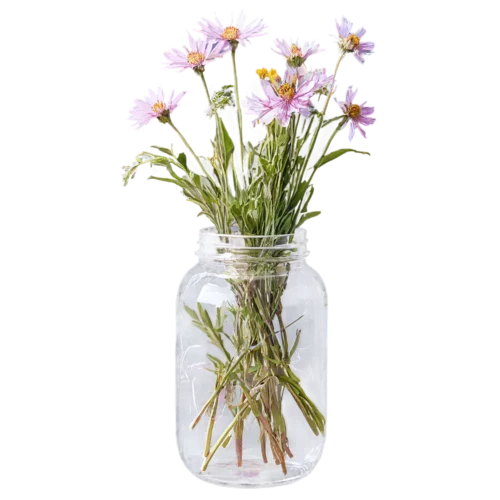 Country wildflower bouquet with black-eyed Susans in a mason jar, watercolor painting, transparent background