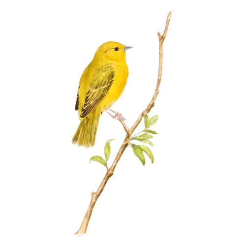 Yellow warbler perched on a branch in side profile, bright yellow plumage, watercolor painting, transparent background