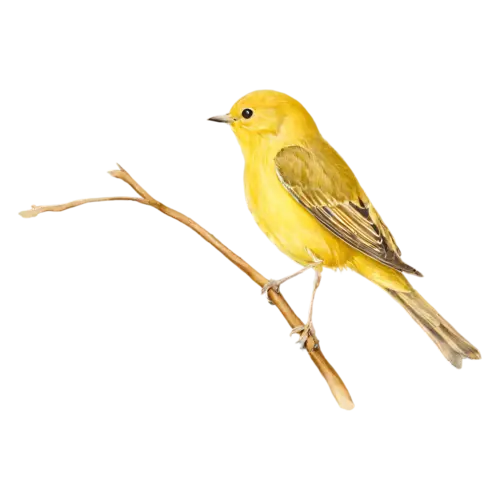 Yellow warbler on a slender branch looking forward, soft yellow feathers and dark eye, watercolor illustration, transparent background