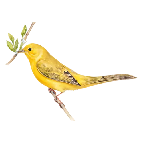 Yellow warbler perched with head turned, golden-yellow plumage, watercolor clipart, transparent background