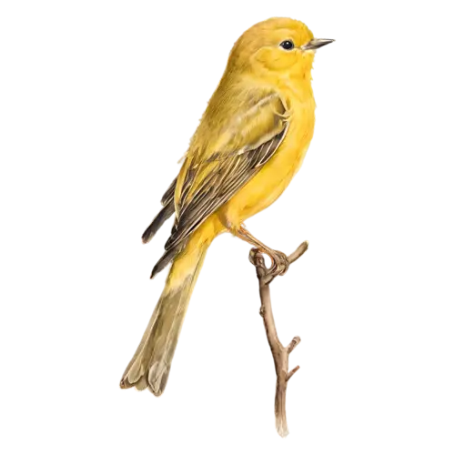 Yellow warbler on a leafy twig, vivid yellow body with olive-toned wings, watercolor painting, transparent background
