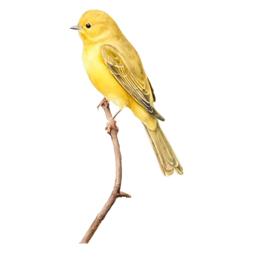 Yellow warbler on a branch showing fine feather detail and warm yellow tones, watercolor clipart, transparent background