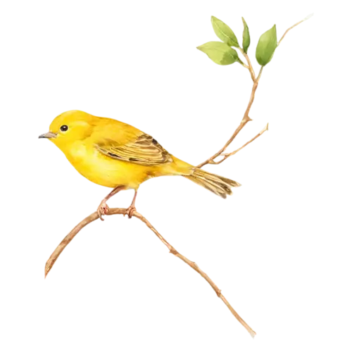 Yellow warbler alert on a thin branch, bright breeding plumage, watercolor painting, transparent background