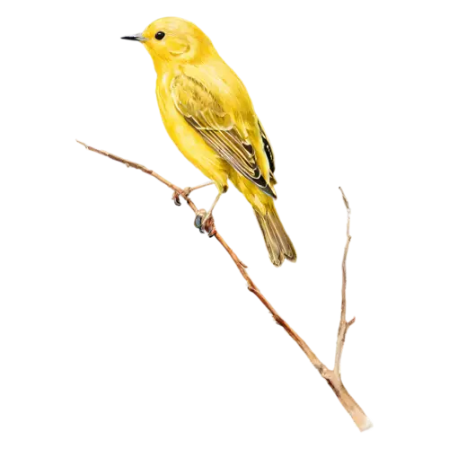 Yellow warbler on a budding branch in three-quarter view, soft watercolor washes, transparent background